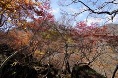 紅葉の篭山