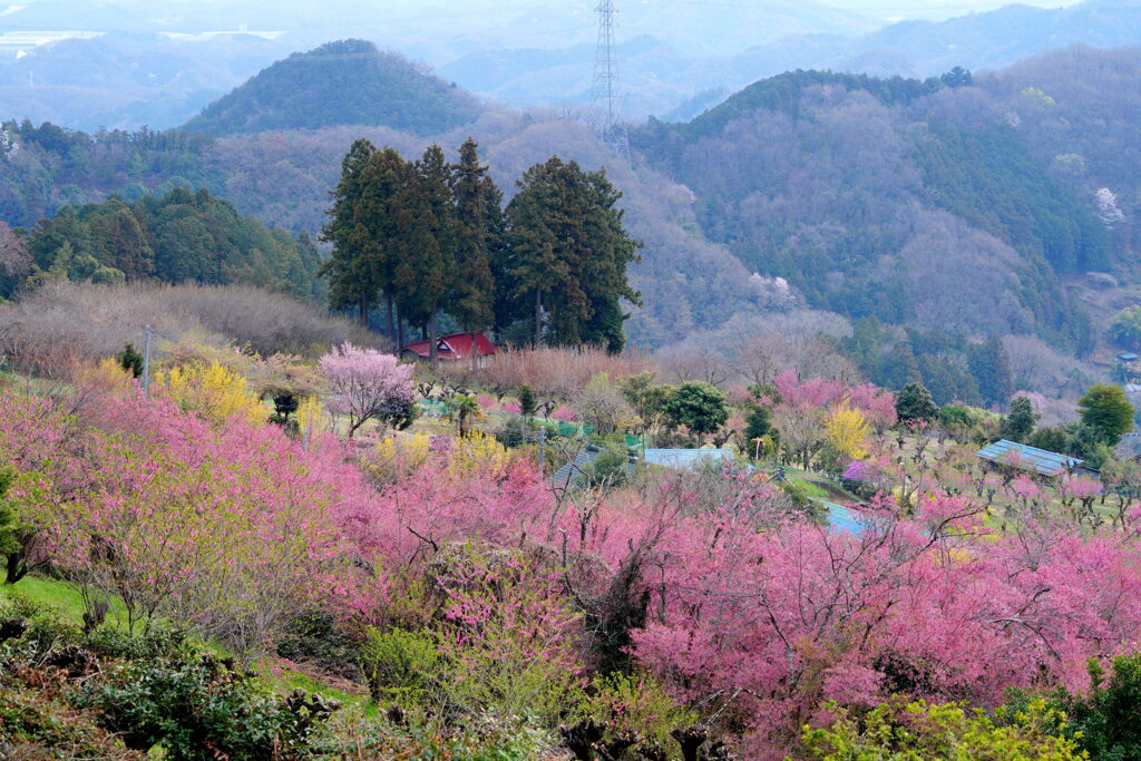 花桃の里