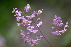 森の花火