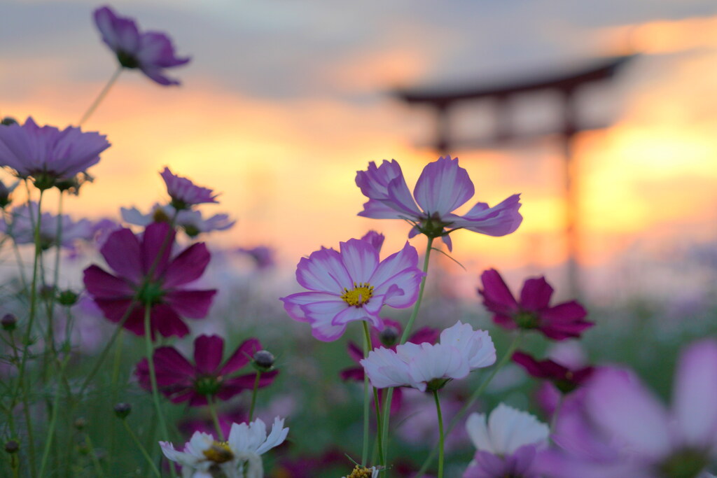 夕焼けコスモス