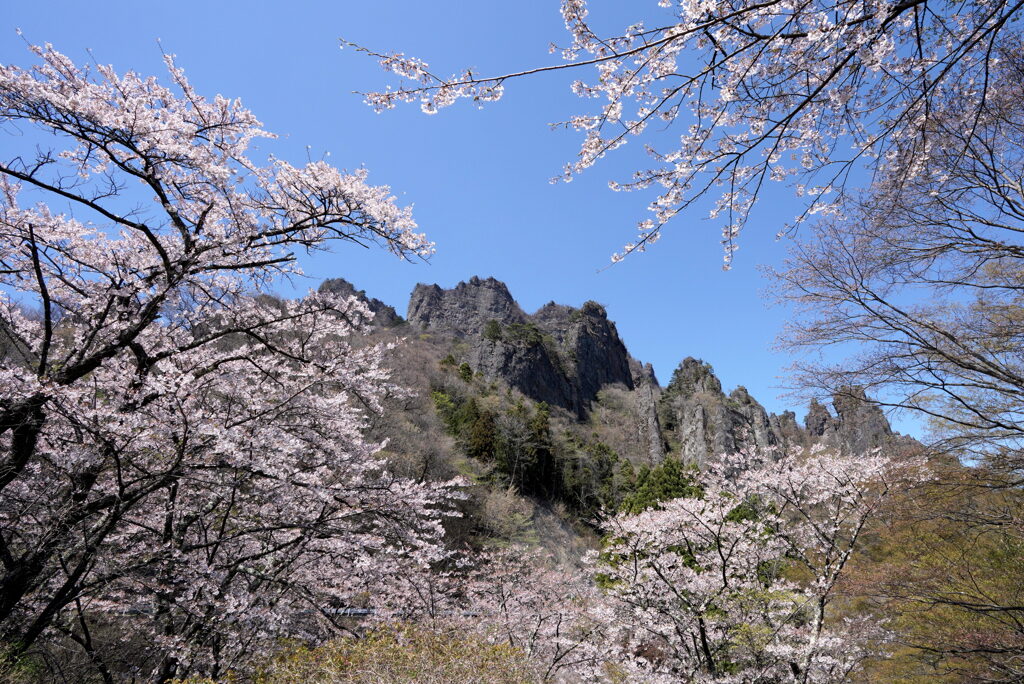 桜咲く妙義山