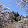 桜咲く妙義山