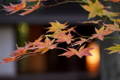 茶室の灯り
