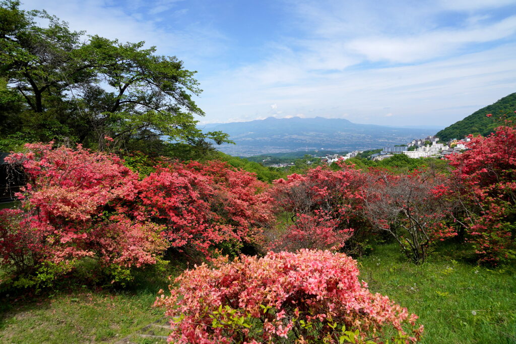 ヤマツツジ咲く長峰公園