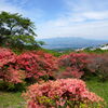 ヤマツツジ咲く長峰公園