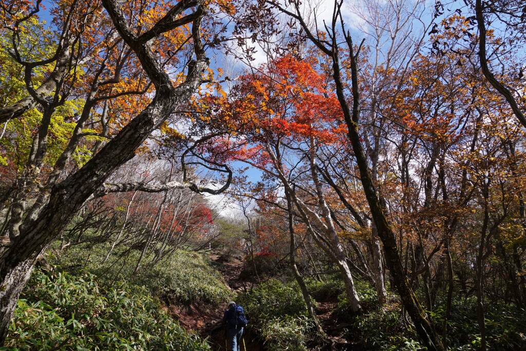 錦の登山道