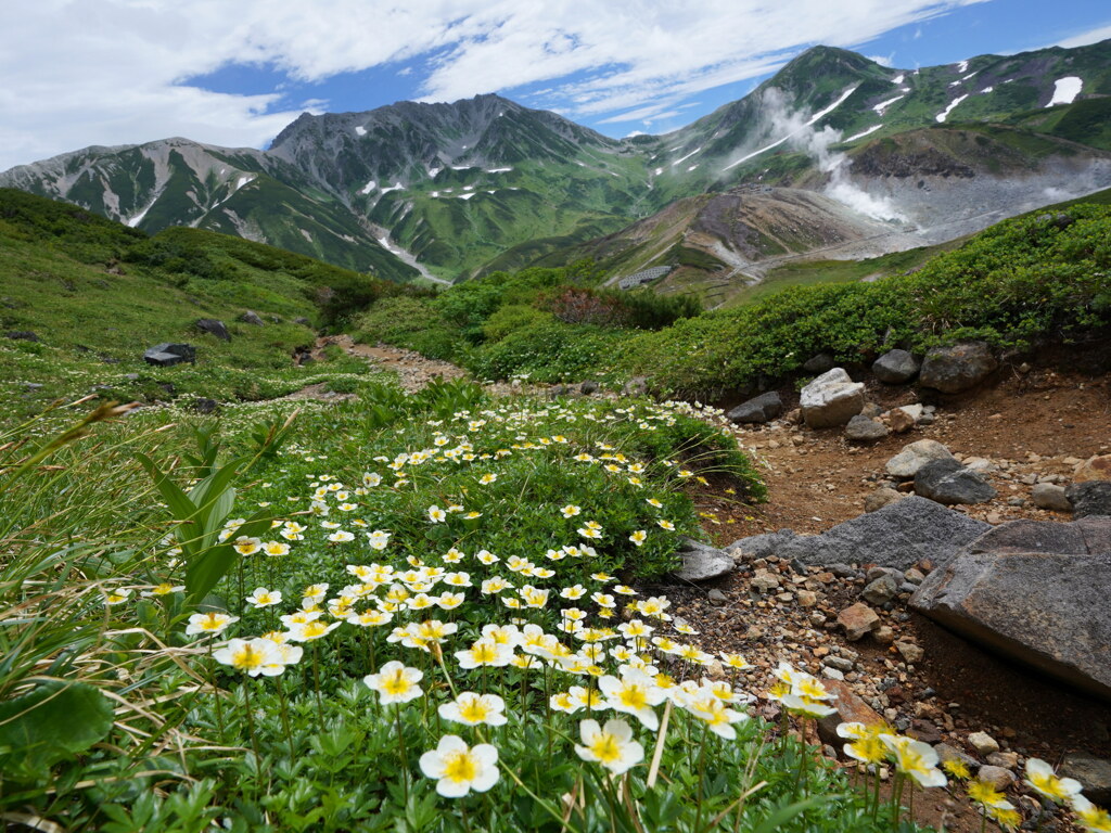 チングルマ咲く奥大日岳