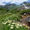 チングルマ咲く奥大日岳