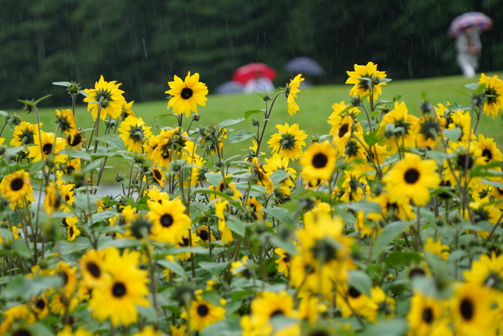 雨降りの公園散歩