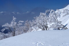 霧から現る霧氷