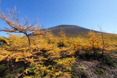 浅間ゴールド 浅間ゴールド