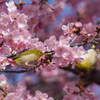 蜜の匂いに誘われて