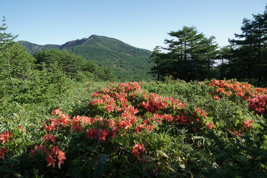 レンゲツツジ咲く浅間高原