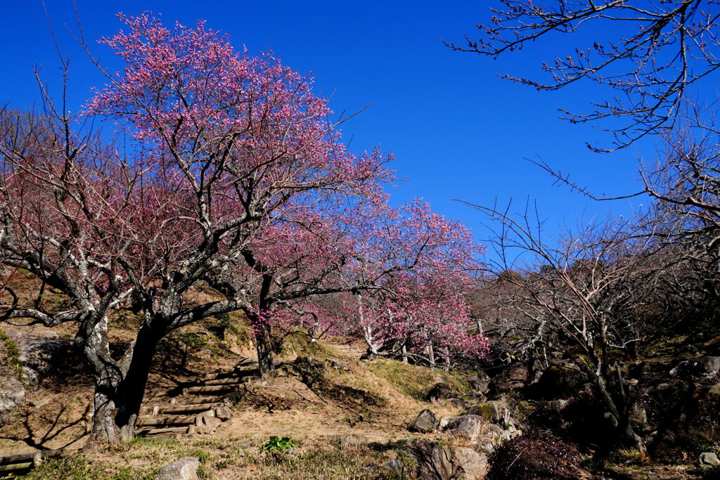 紅梅咲く筑波山