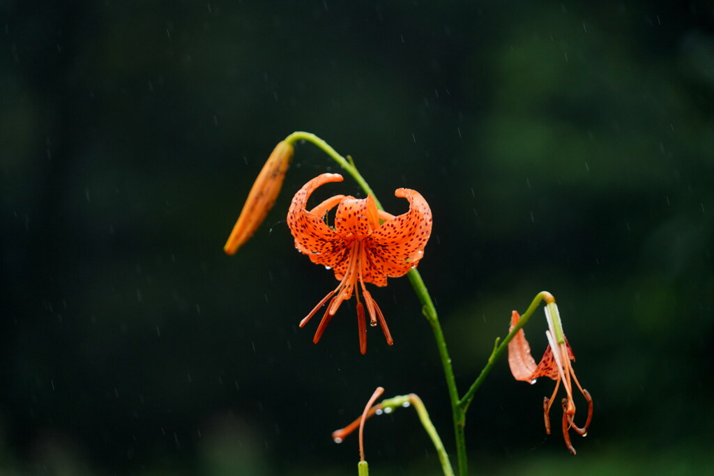 雨曜日