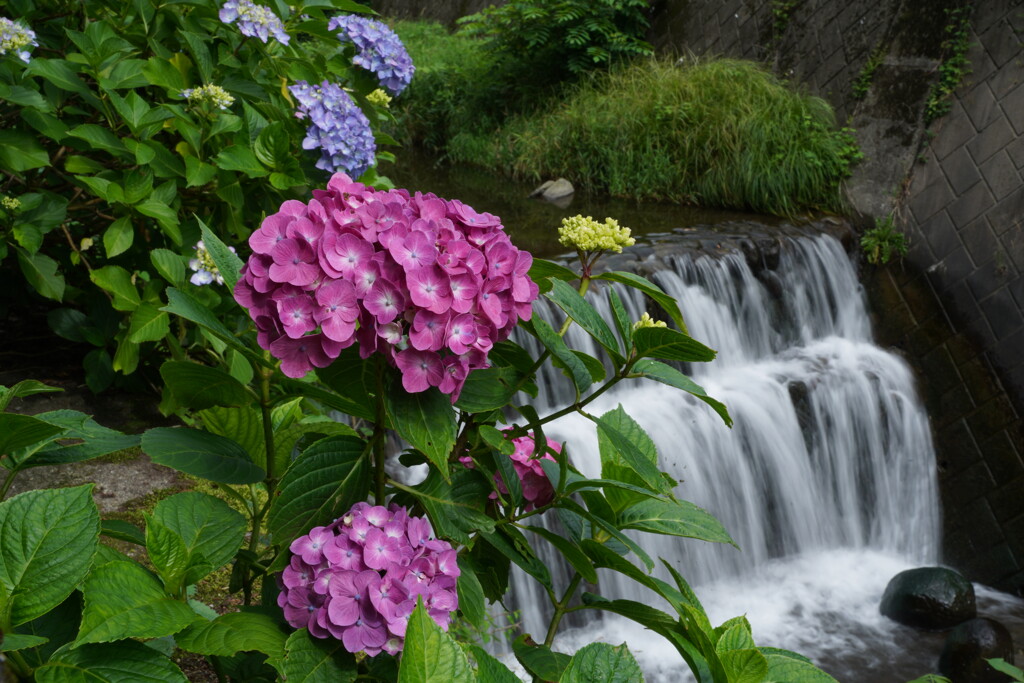 滝と紫陽花
