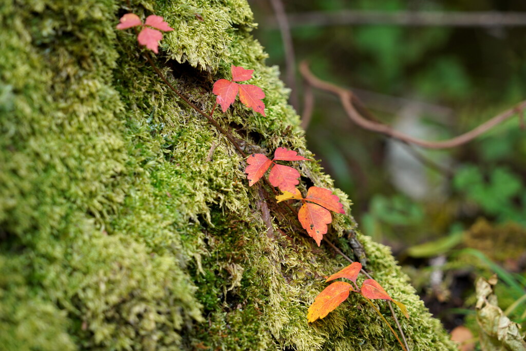 小さな紅葉
