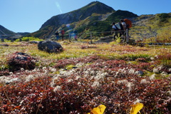 花穂揺れる立山