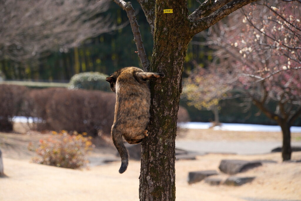 木登り