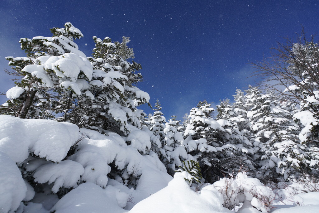 雪の星