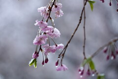 雪桜２