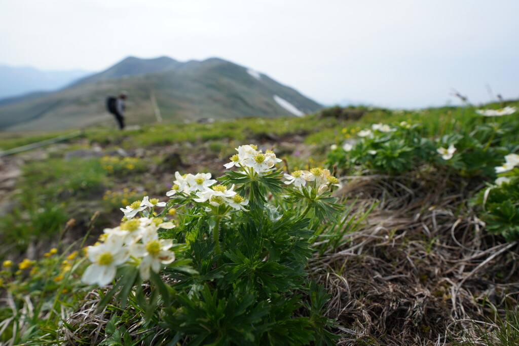 仙ノ倉山へ続く稜線