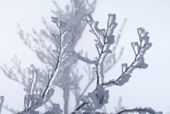 霧氷ジュエリー