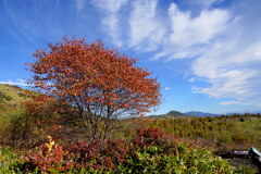 紅葉の湯ノ丸高原