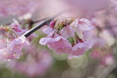 朝露さくら