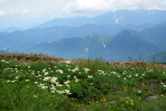 尾根を飾る花畑