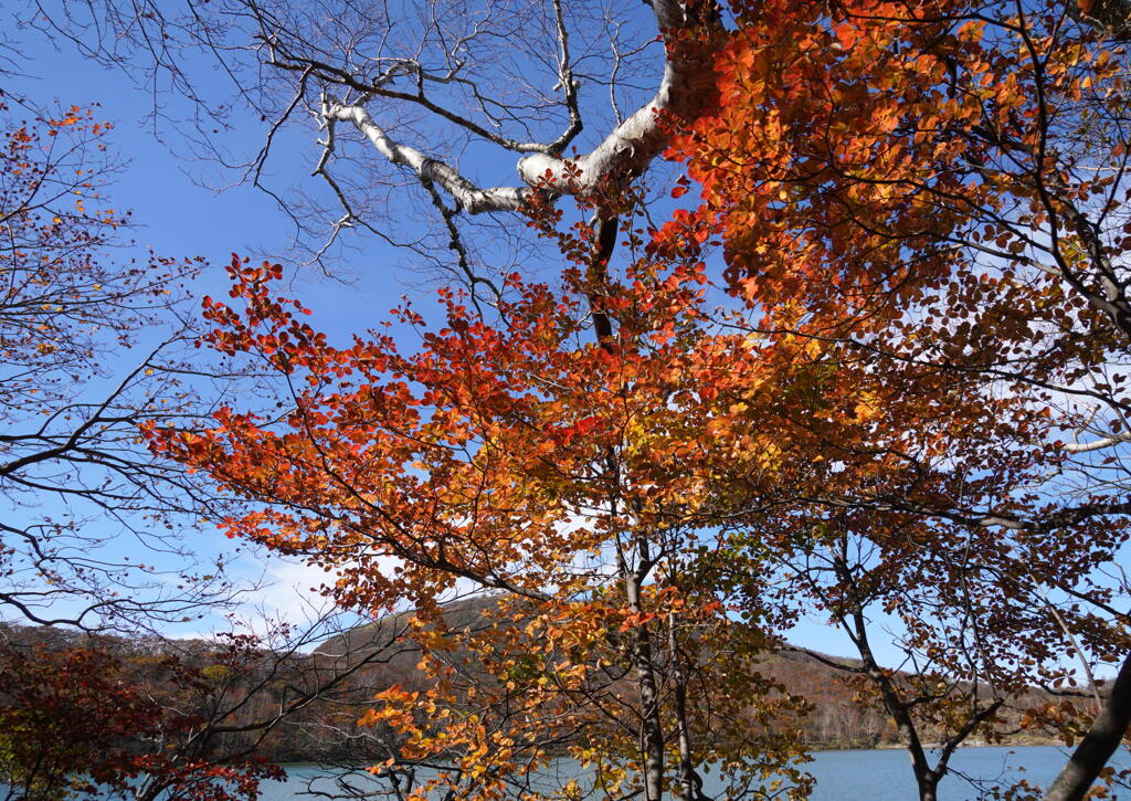 紅葉映える湖畔