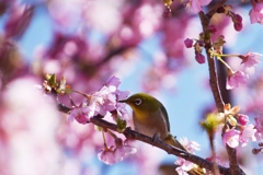 蜜に誘われて