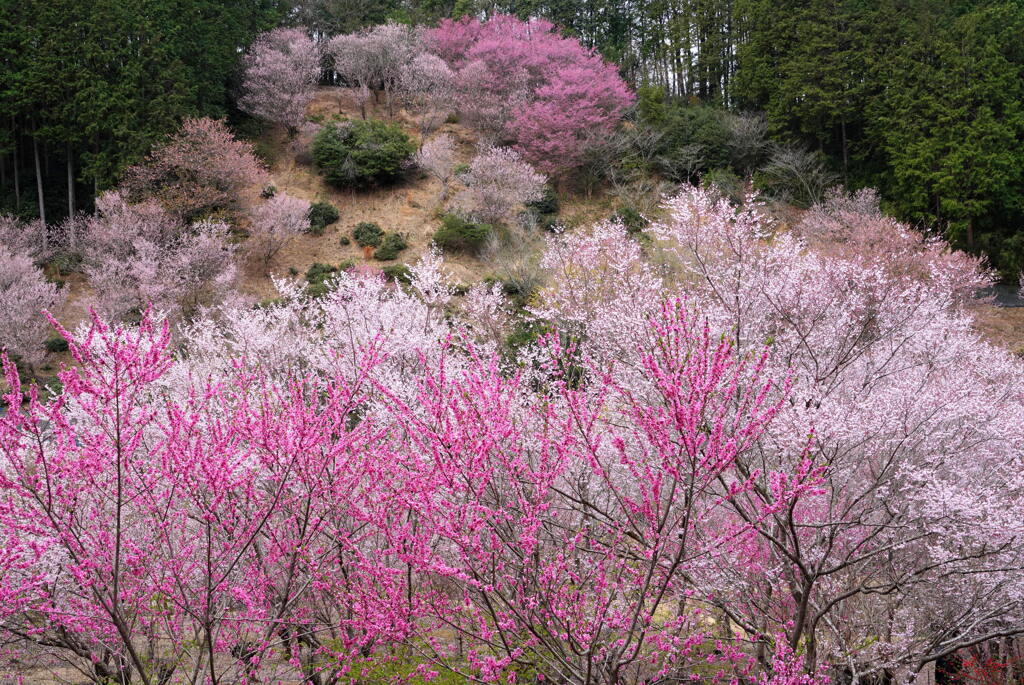 桃源郷の春