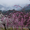 霧掛かる花桃の郷