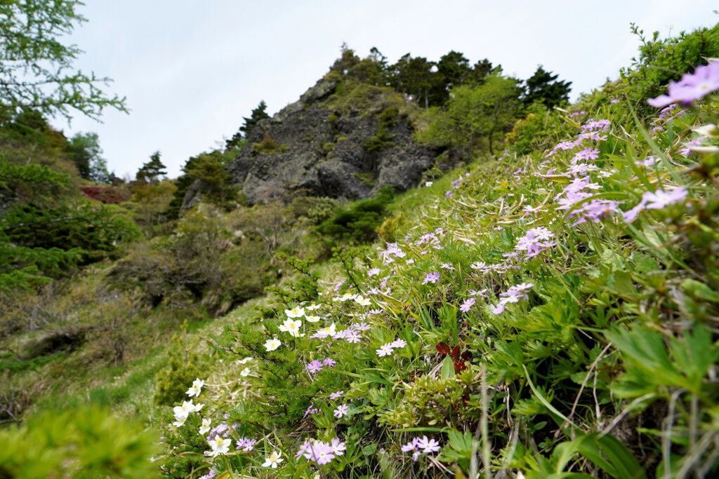 アサマコザクラ咲く花畑