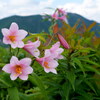 姫小百合咲く鬼ヶ面山