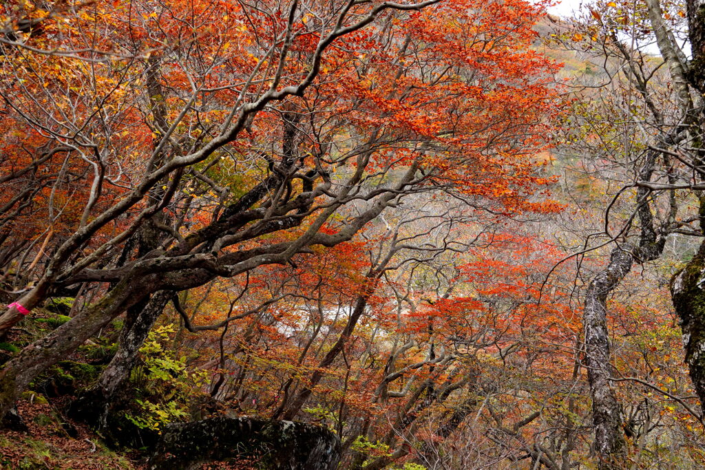 ヤシオの森・秋