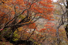 ヤシオの森・秋