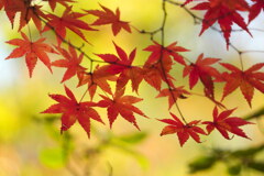 もみじ癒されて