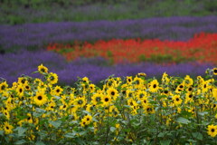 雨降りの花絨毯