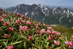 シャクナゲ咲く谷川連峰