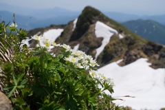 ハクサンイチゲ咲く谷川岳