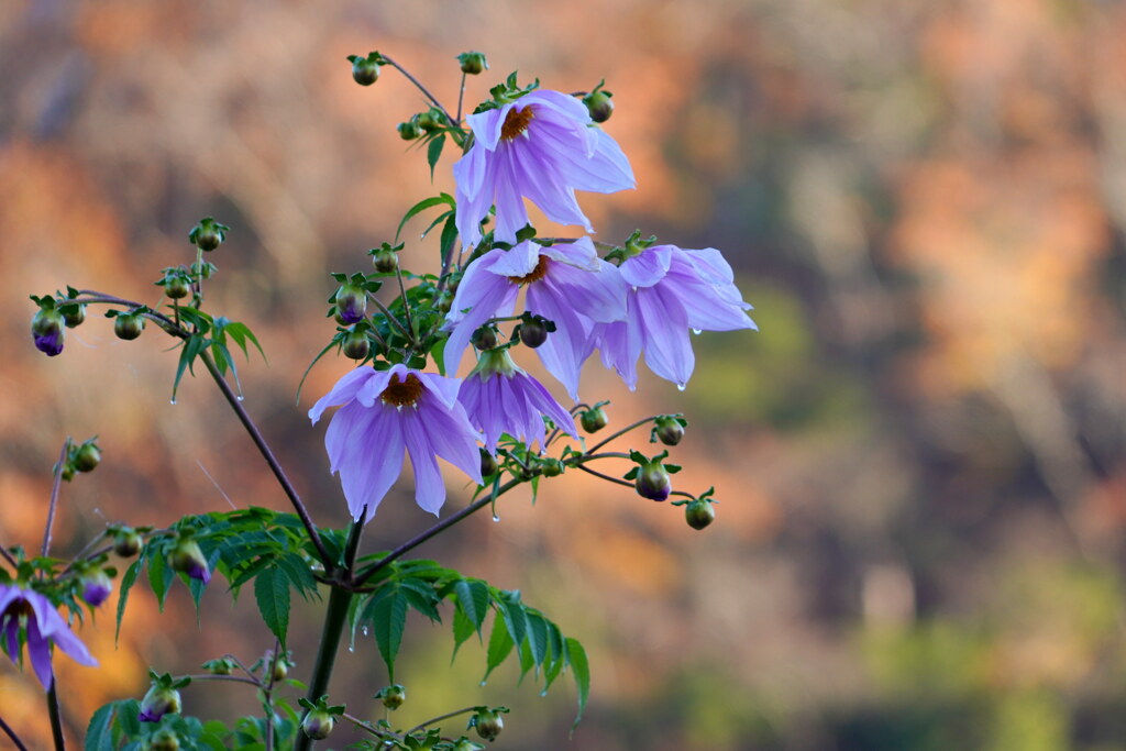 皇帝ダリアと紅葉