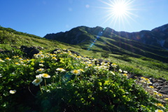 チングルマ咲く大日岳