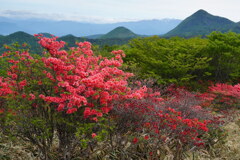 ツツジ咲く赤城山