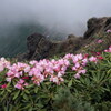 岩峰に咲く