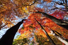 モミジシャワー