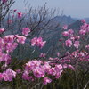 ヒトツバナ咲く岩稜