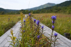 リンドウ咲く登山道