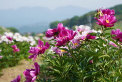 シャクヤク咲く鹿田山